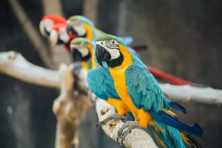Cebu Safariは1日必要?|セブの動物園への行き方と滞在時間を確認する