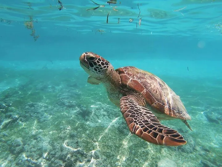 セブ島観光地おすすめ10選まとめ【はじめてのセブ島旅行ならココに行こう!】
