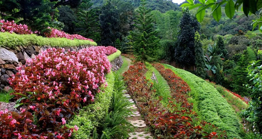 セブのTerrazas de Flores Malubogの段状花壇と庭園カフェ